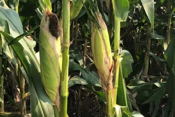 ZD2023玉米种子特点,中抗茎腐病