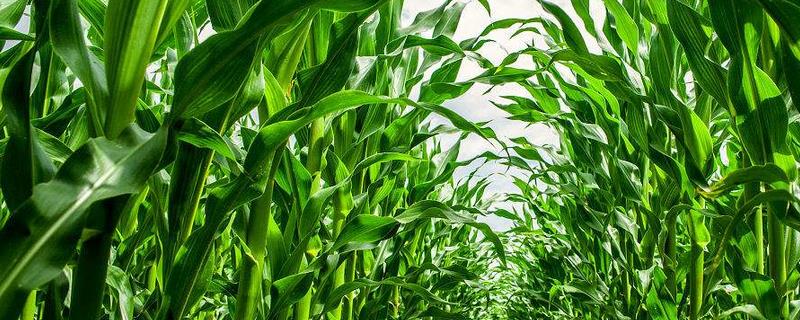 禾润699玉米种子简介，与对照郑单958生育期相当
