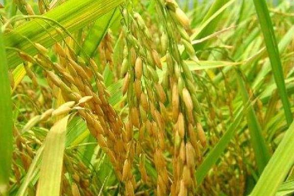 隆科粳4号水稻种子介绍，每亩有效穗数20.0万穗