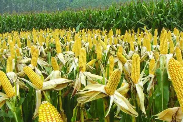 华农217玉米种子特征特性，密度4500株/亩左右
