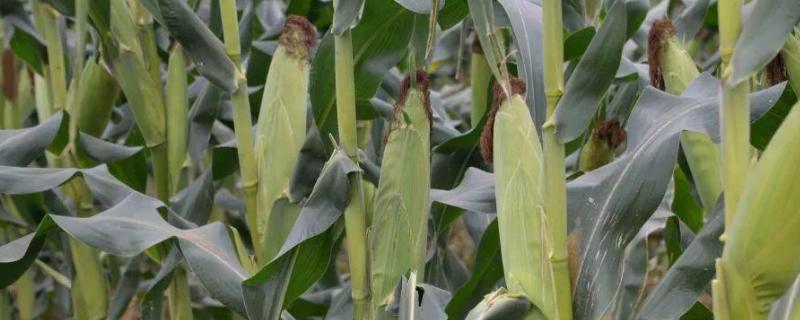 YD8019玉米品种的特性，密度5000株/亩左右