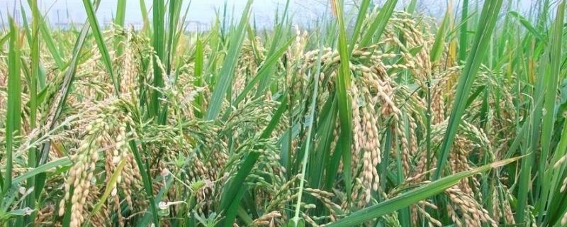 隆科粳4号水稻种子介绍，每亩有效穗数20.0万穗