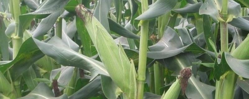 金苑玉126玉米种子特征特性，中抗小斑病