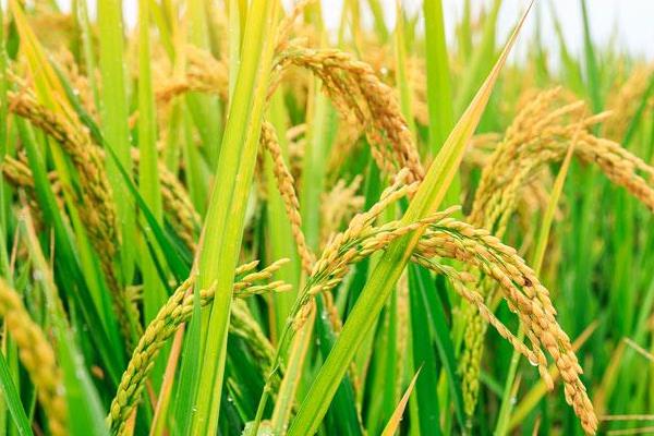 之两优822水稻品种简介,秧田播种量每亩15.0千克