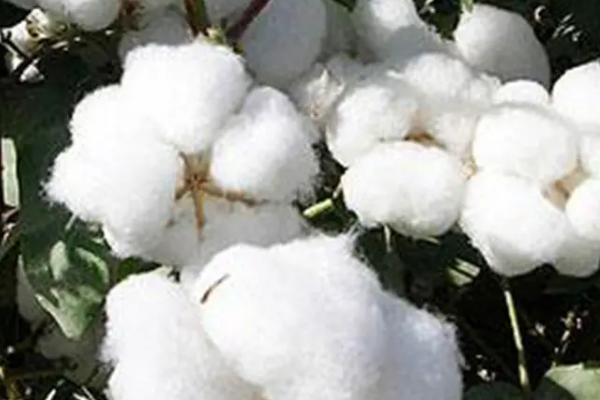 尉棉18号棉花种子介绍,播种期在4月5日至4月20日