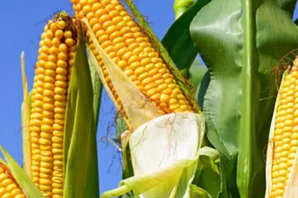 YD8019玉米品种的特性,密度5000株/亩左右