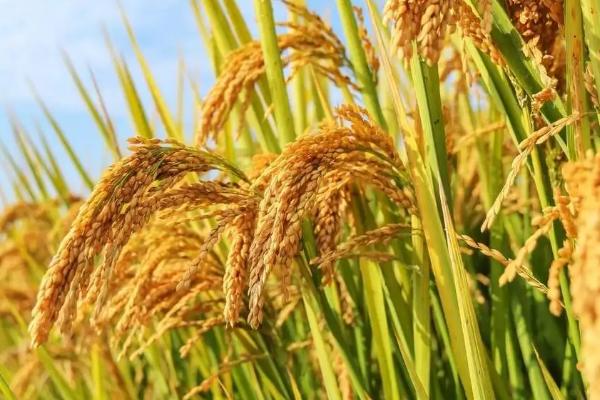 两优884水稻品种简介,秧田播种量每亩11.0千克
