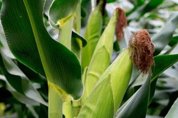 乾垄6063玉米种子特点，中抗茎腐病