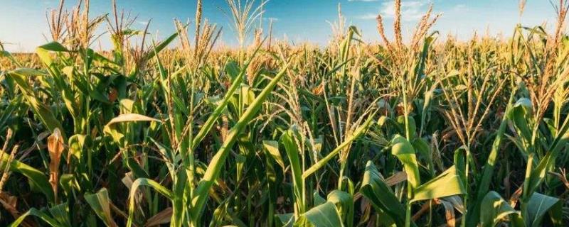 乾垄6063玉米种子特点，中抗茎腐病