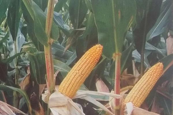 ZD2224玉米种子特征特性，密度4500株/亩左右