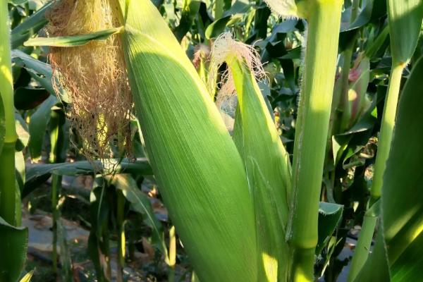 ZD2224玉米种子特征特性，密度4500株/亩左右