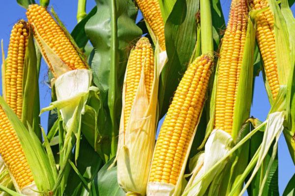 金博士825玉米种子特征特性，适宜播种期4月下旬至5月上旬