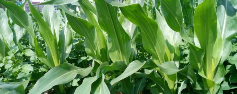 p112玉米品种简介，注意防治大斑病和茎腐病