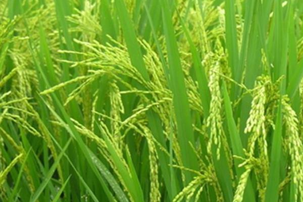 荃优荔香丝苗水稻品种的特性，全生育期149.5天