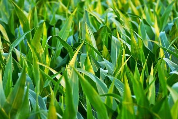 乾垄6063玉米种子特点，中抗茎腐病