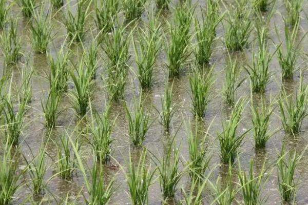 荃广优2117水稻品种简介，一般4月上旬至5月中下旬播种