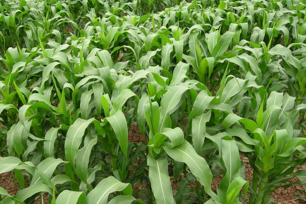 冠宇2524玉米品种简介，中抗茎腐病