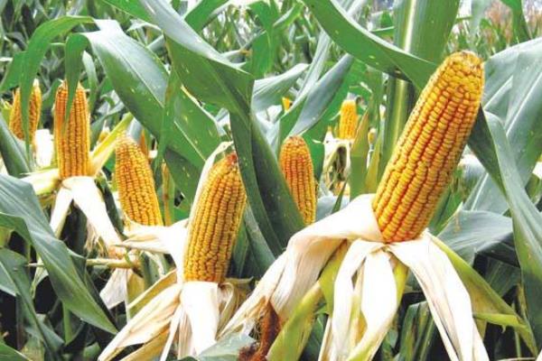 金博士825玉米种子特征特性，适宜播种期4月下旬至5月上旬